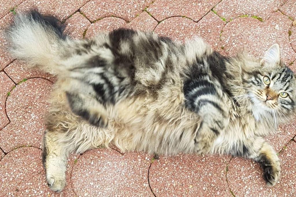 Tous A L'Ouest Daire Combrit Dış mekan fotoğraf